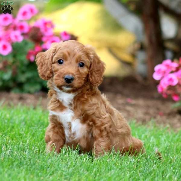 Marlin, Mini Goldendoodle Puppy