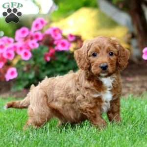 Marlin, Mini Goldendoodle Puppy