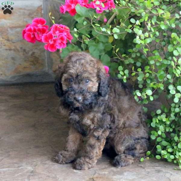 Marnie, Miniature Poodle Puppy