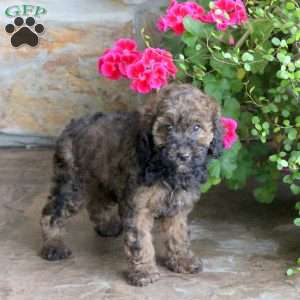 Marnie, Miniature Poodle Puppy