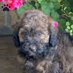 Marnie, Miniature Poodle Puppy