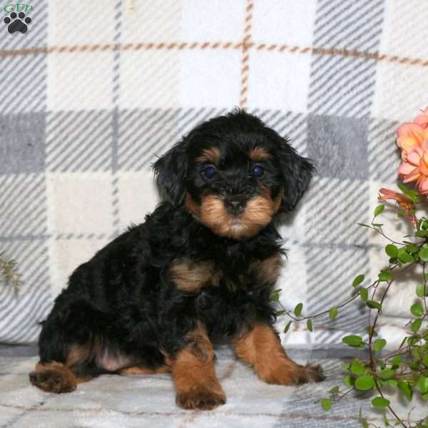 Marsha, Havapoo Puppy