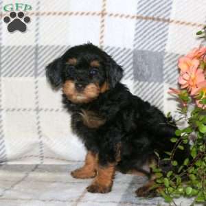 Marsha, Havapoo Puppy