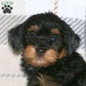 Marsha, Havapoo Puppy