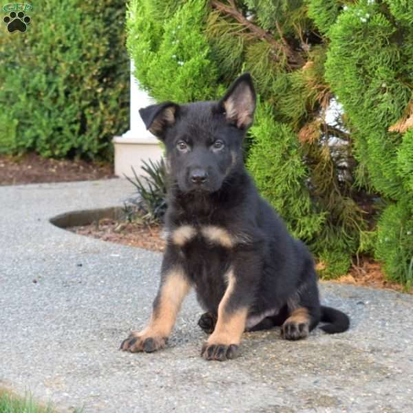 Marshall, German Shepherd Puppy