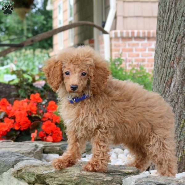 Marshall, Miniature Poodle Puppy