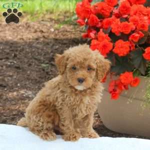 Marshall, Miniature Poodle Puppy