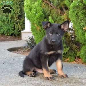 Marshall, German Shepherd Puppy