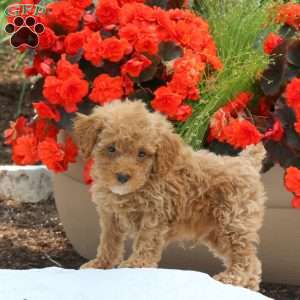 Marshall, Miniature Poodle Puppy