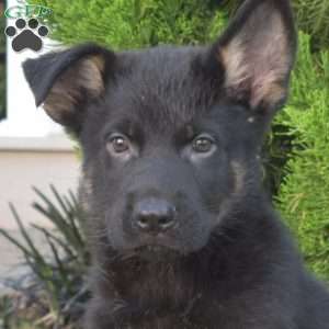 Marshall, German Shepherd Puppy
