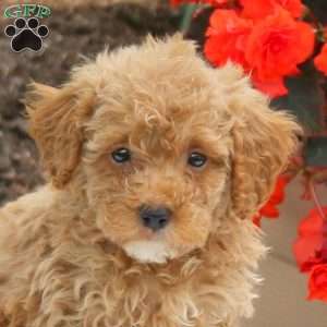 Marshall, Miniature Poodle Puppy