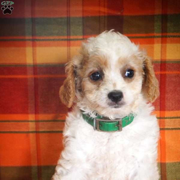 Marshal, Forever Puppy