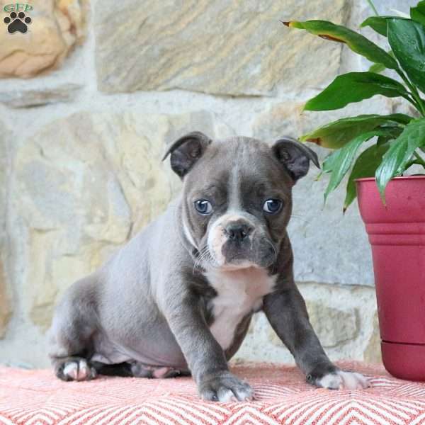 Marshmallow, Boston Terrier Puppy