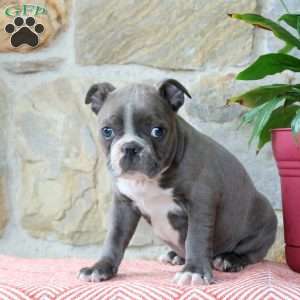 Marshmallow, Boston Terrier Puppy