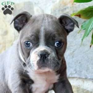 Marshmallow, Boston Terrier Puppy