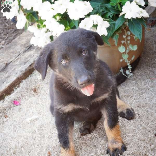 Marshmallow, German Shepherd Puppy