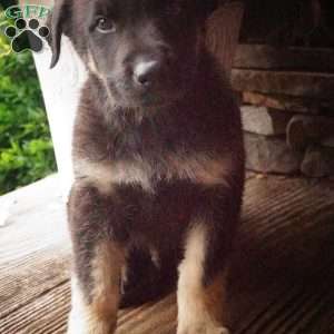 Marshmallow, German Shepherd Puppy