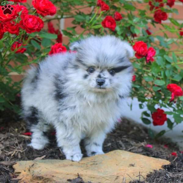 Martha, Pomeranian Puppy