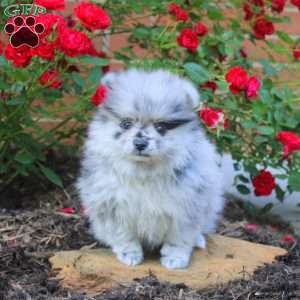 Martha, Pomeranian Puppy