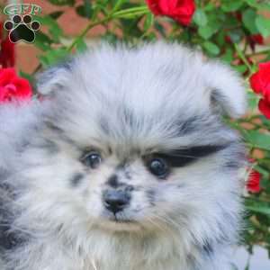 Martha, Pomeranian Puppy