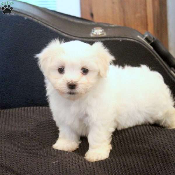 Marty, Morkie / Yorktese Puppy