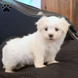 Marty, Morkie / Yorktese Puppy