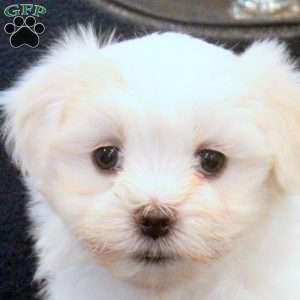 Marty, Morkie / Yorktese Puppy