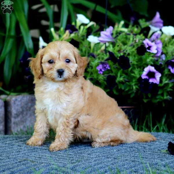 Marvel, Havapoo Puppy