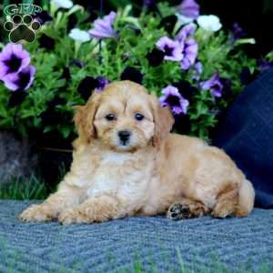 Marvel, Havapoo Puppy