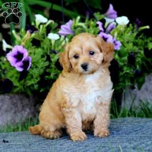 Marvel, Havapoo Puppy