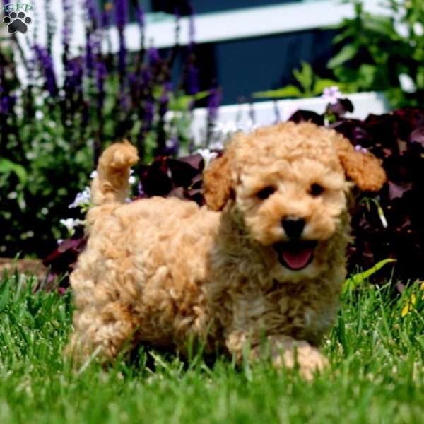 Marvin, Mini Goldendoodle Puppy