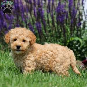Marvin, Mini Goldendoodle Puppy