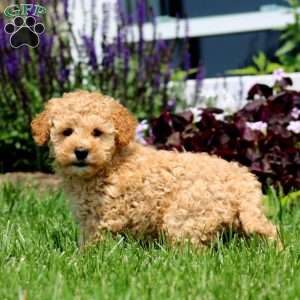 Marvin, Mini Goldendoodle Puppy