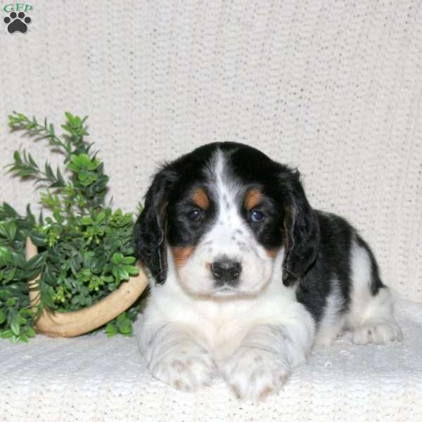 Mason, English Springer Spaniel Puppy