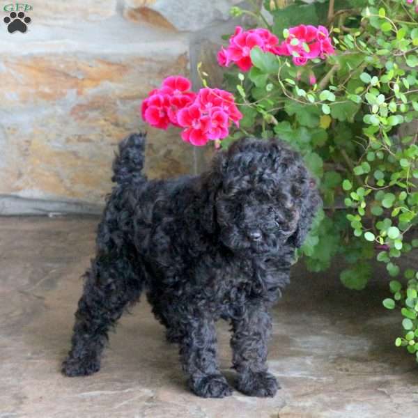 Mason, Miniature Poodle Puppy
