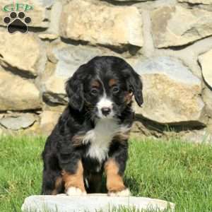 Mason, Miniature Poodle Mix Puppy