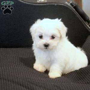 Mason, Morkie / Yorktese Puppy