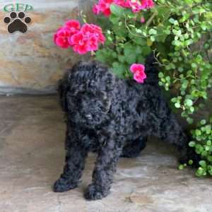 Mason, Miniature Poodle Puppy