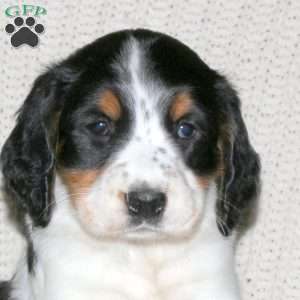 Mason, English Springer Spaniel Puppy