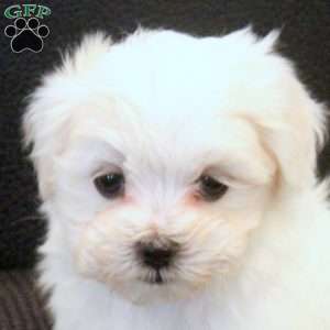 Mason, Morkie / Yorktese Puppy