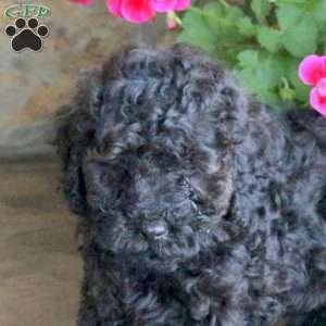 Mason, Miniature Poodle Puppy