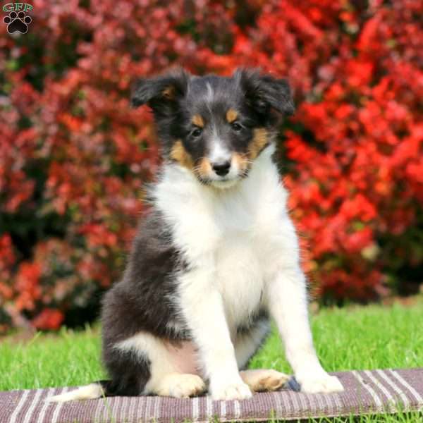 Mason, Sheltie Puppy