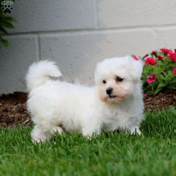 Mason, Teddy Bear Puppy