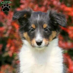 Mason, Sheltie Puppy