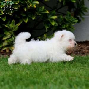 Mason, Teddy Bear Puppy