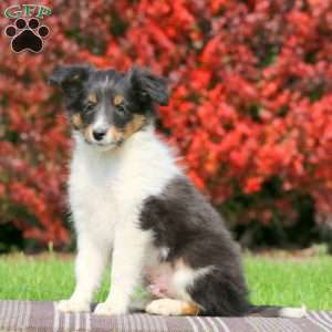 Mason, Sheltie Puppy