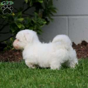 Mason, Teddy Bear Puppy