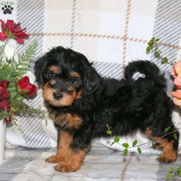 Matt, Havapoo Puppy