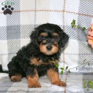 Matt, Havapoo Puppy