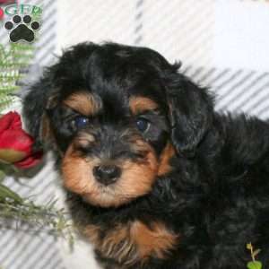 Matt, Havapoo Puppy